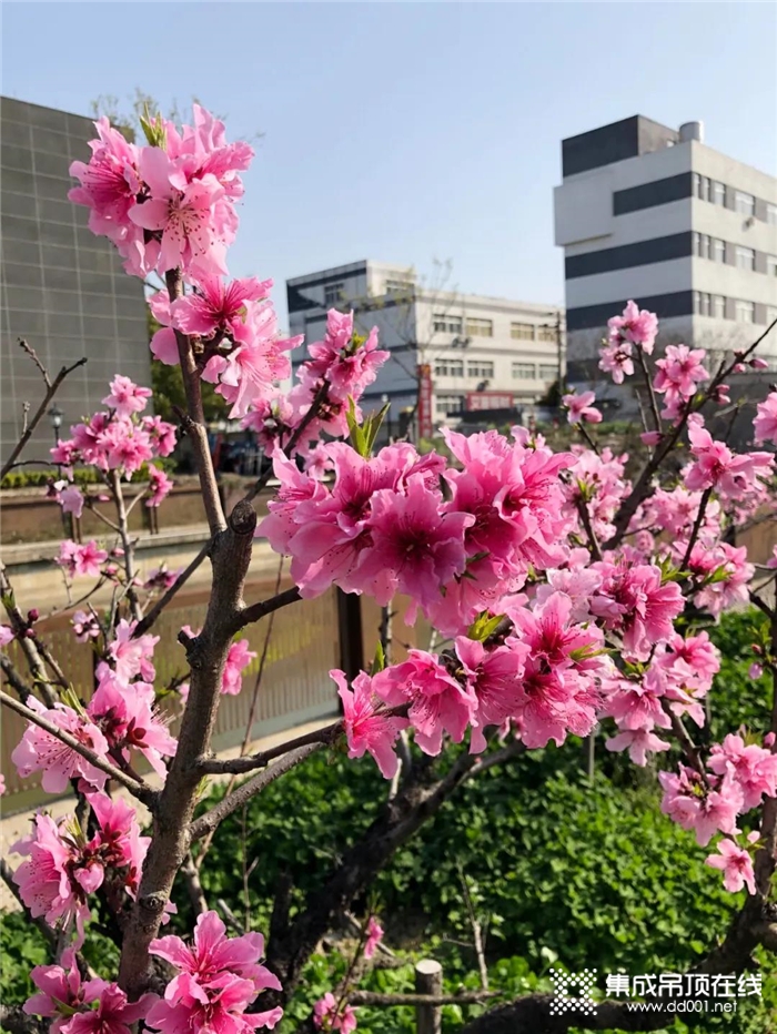 春暖花開鼎美如畫，讓我們走進鼎美，釋放熱情放飛希望！