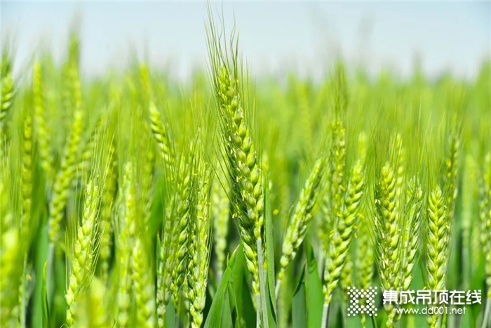 谷雨| 潤雨迎新葉，海創(chuàng)渡春光！